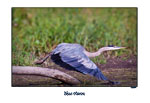 Blue Heron-Launch